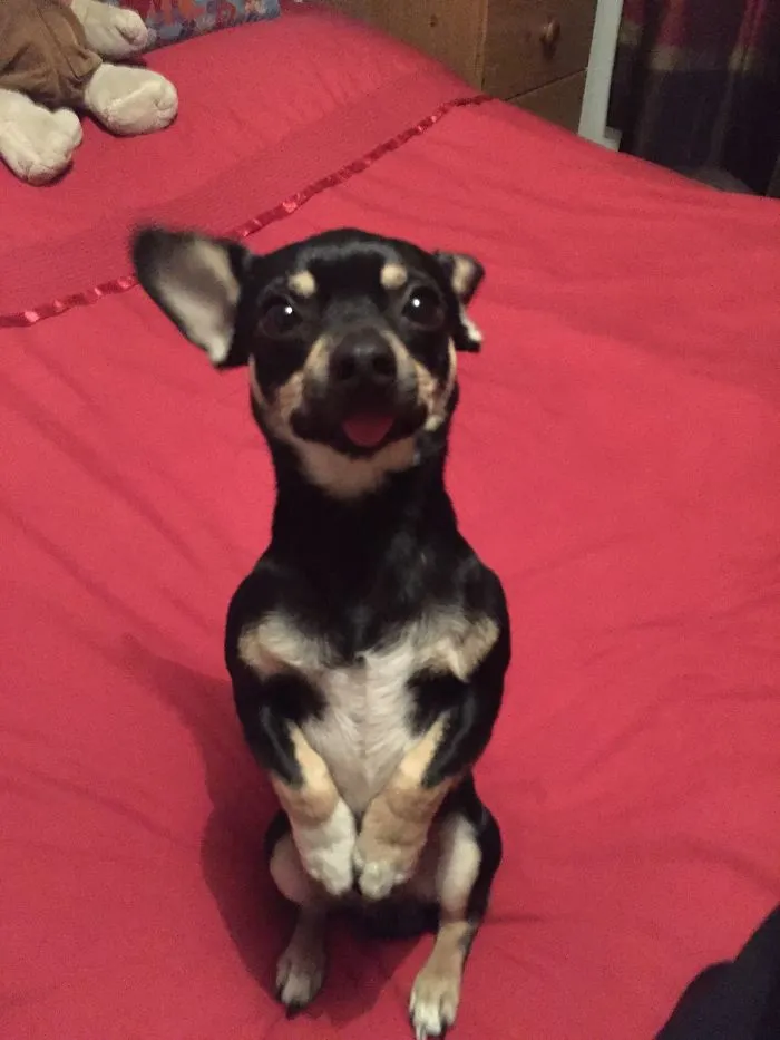 175 Of The Most Adorable Animal Mlems" Ever"