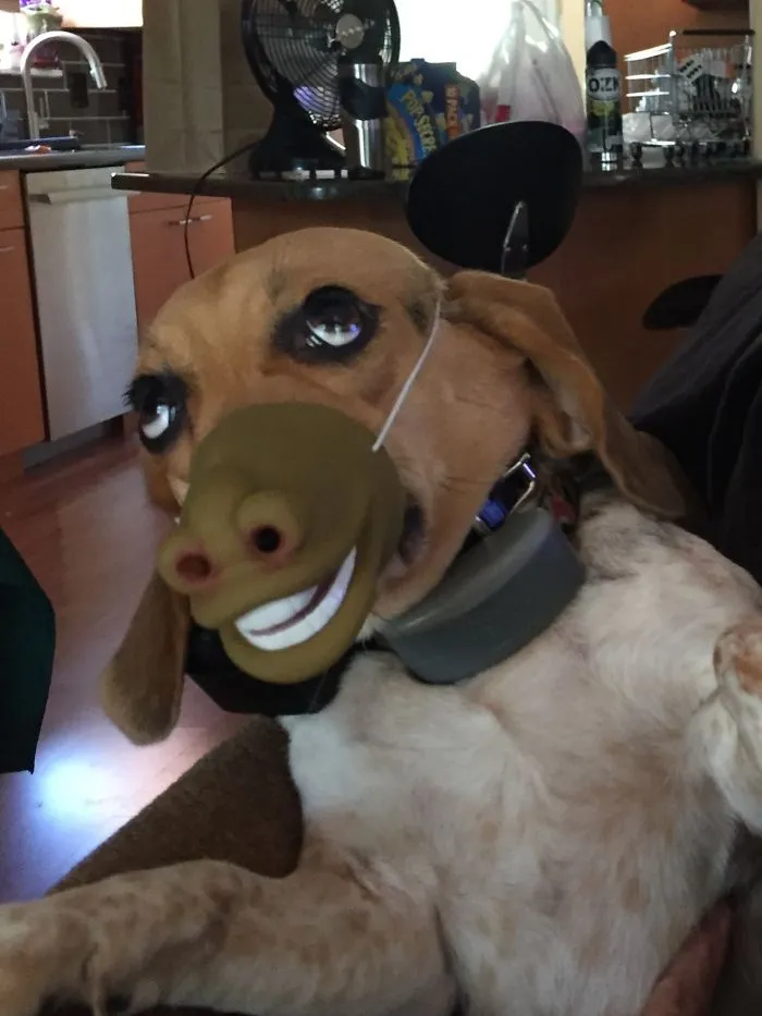 Don't Call The Spca