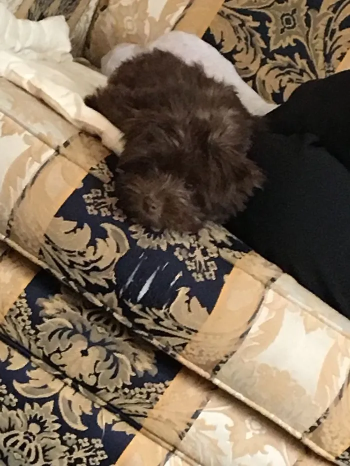 My Dog!❤️