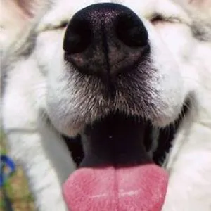 GoodWolf