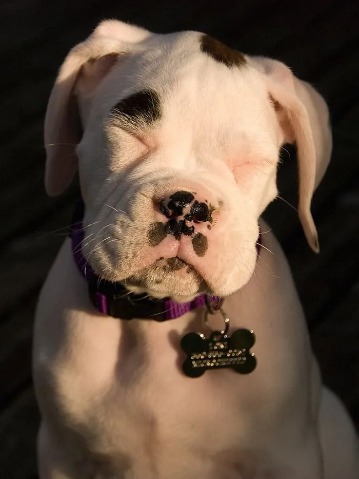 175 Of The Most Adorable Animal Mlems" Ever"