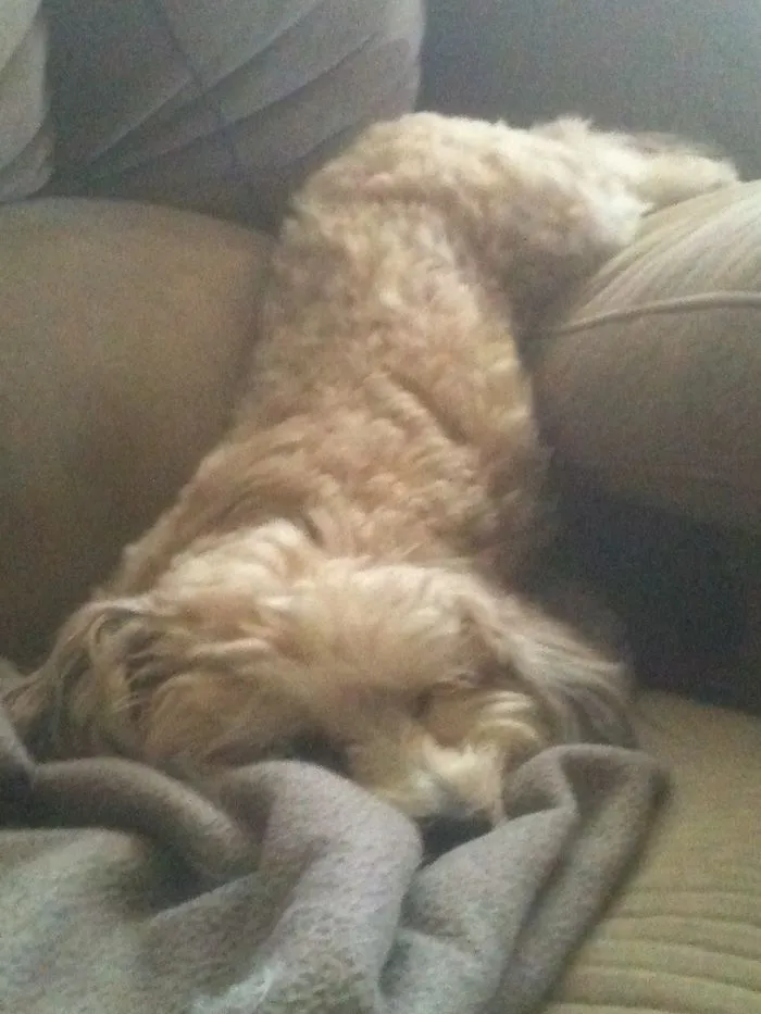 Dog Melted Off The Arm Of The Couch