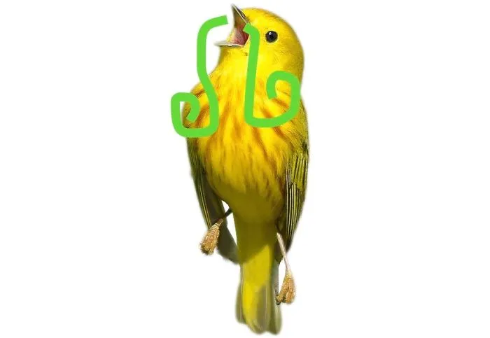 Moustache Bird