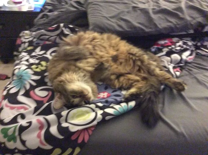 My Favorite Photos Of My Cats!