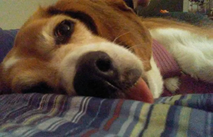 175 Of The Most Adorable Animal Mlems" Ever"