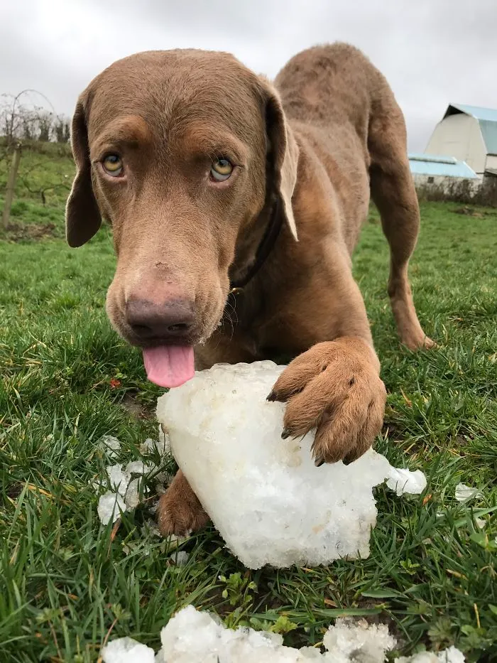 This Ice Tastes Funny
