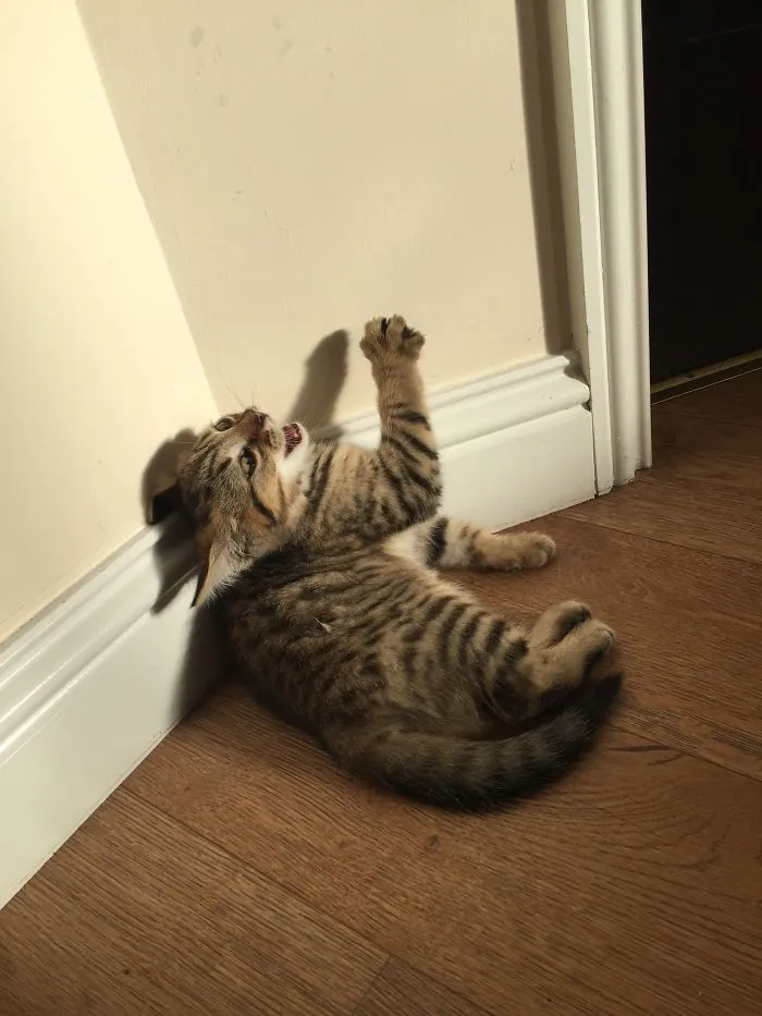 First Time My Kitten Sat In Direct Sunlight.