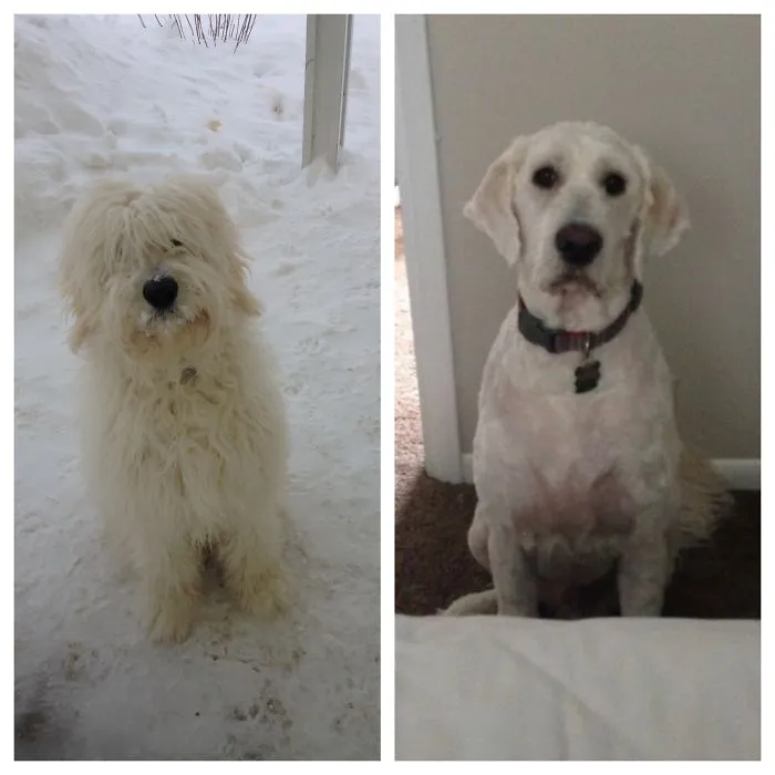 Same Dog?