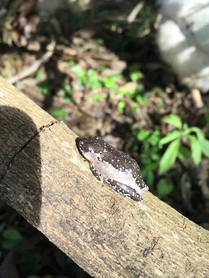 Poisonous Frog
