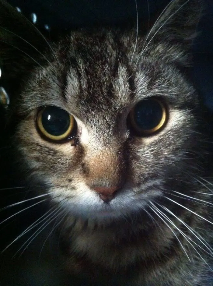 A Feral Cat's Life