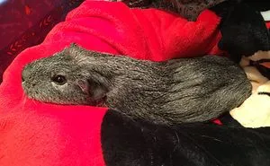 154 Animals That Just Melted (Our Hearts)