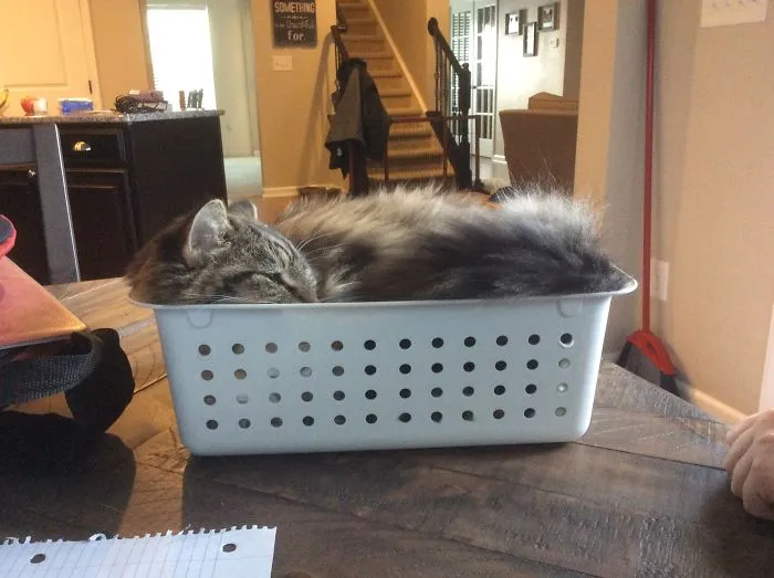 My Cat Is Weird...
