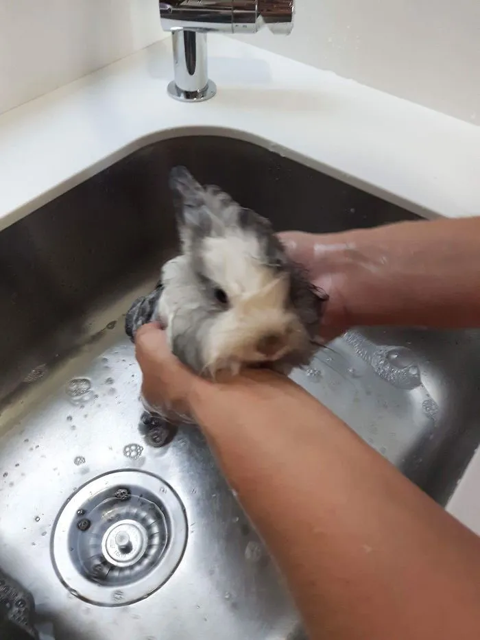 Bunny Melting
