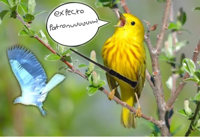 Expecto Patronum