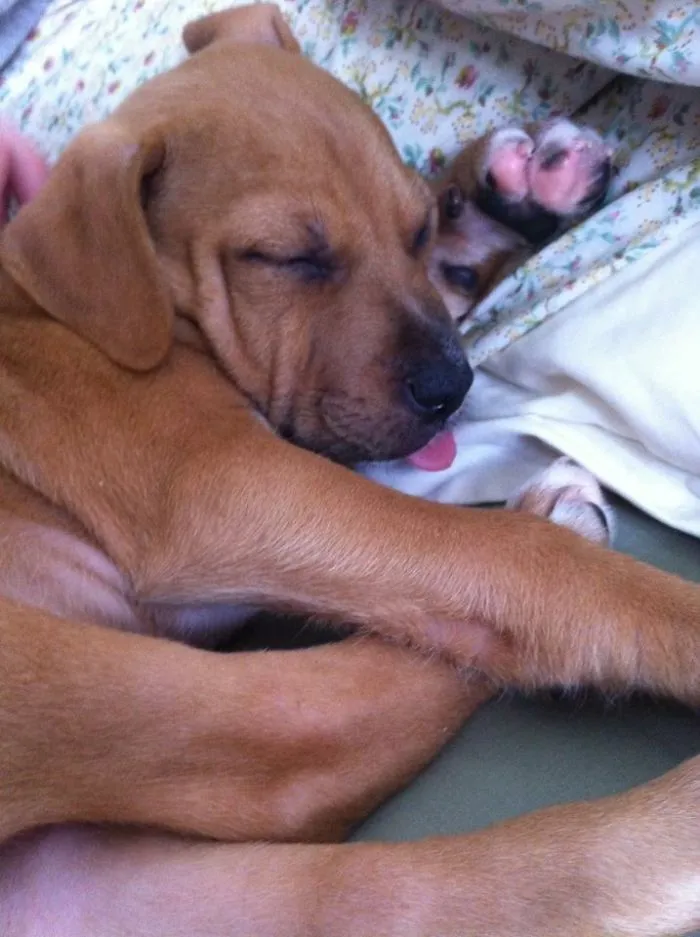 175 Of The Most Adorable Animal Mlems" Ever"