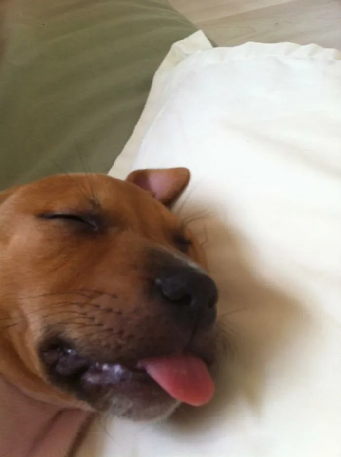 175 Of The Most Adorable Animal Mlems" Ever"