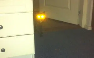 50 Pics Proving That Cats Are Actually Demons