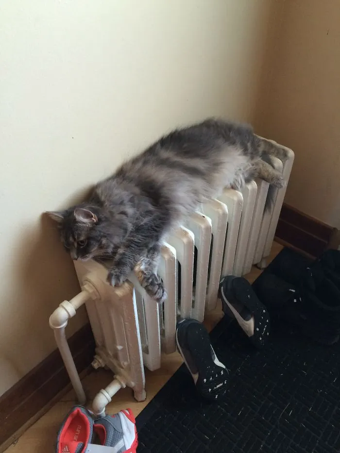 Metled Cat