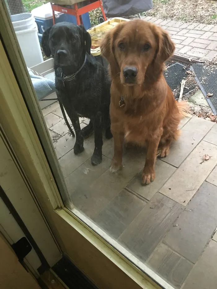 Dirty Dogs