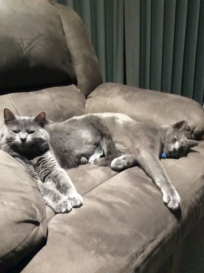 My Babies Melted Into My Chair ... And Each Other