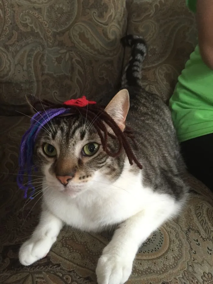Felix And His Wig
