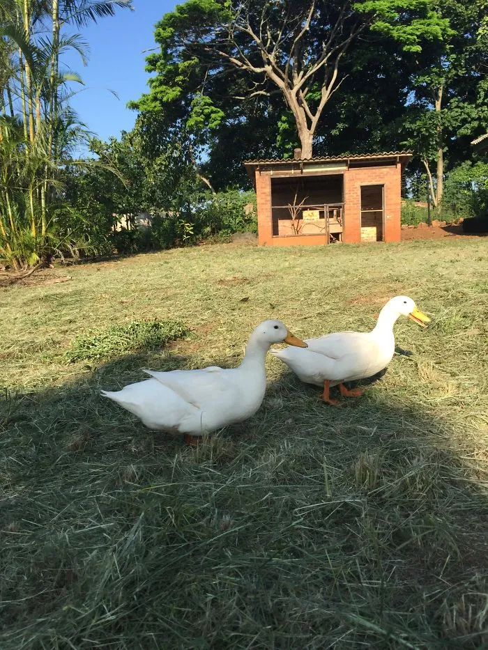 Wada And Wada - Two Ducks We Adopted