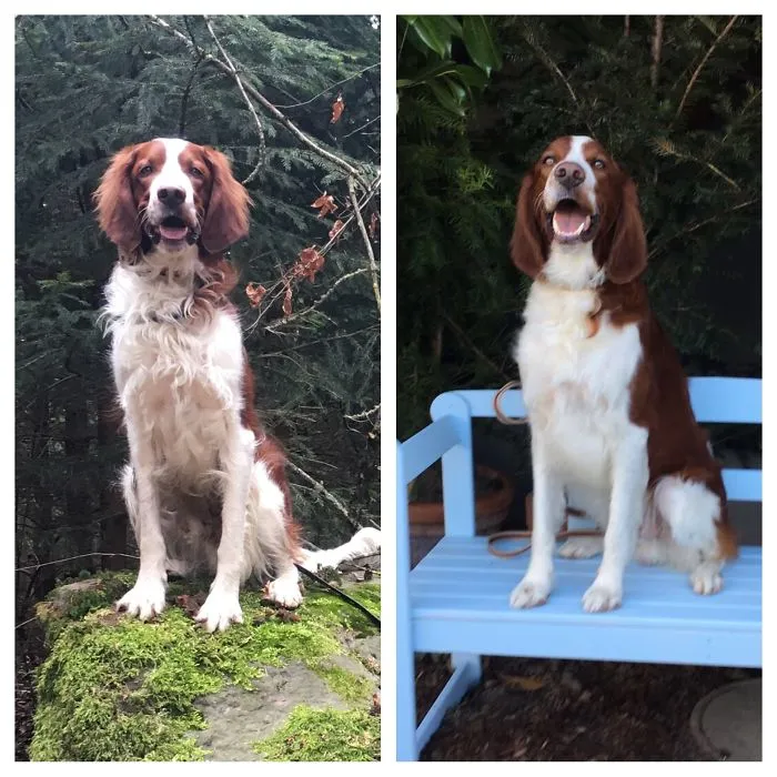 My Setter Before And After Visiting The Furdresser