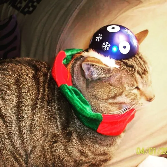 Remy Dressed In His Holiday Scarf And Tin Hat...he Doesn't Care!
