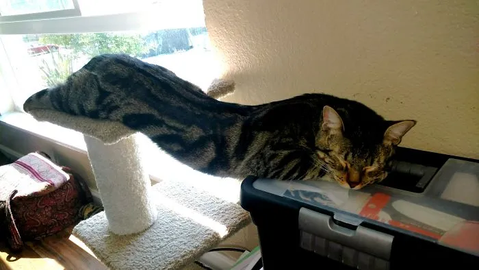 Slinky Kitty Lil B