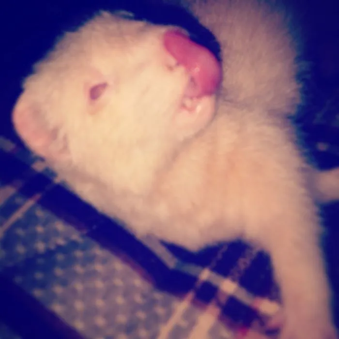175 Of The Most Adorable Animal Mlems" Ever"