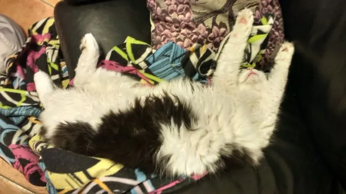 Melted Cat