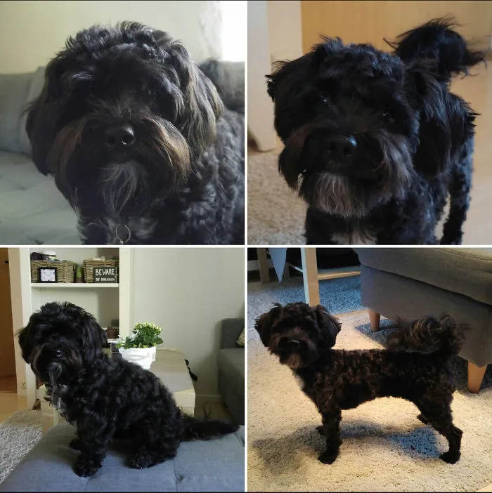 Pia, Our 1 Year Old Poodle, Schnauzer And Bichon Frisé Mix Before And After A Haircut 🐕