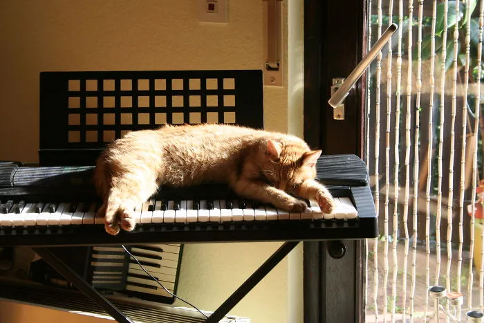 Musican Tiger