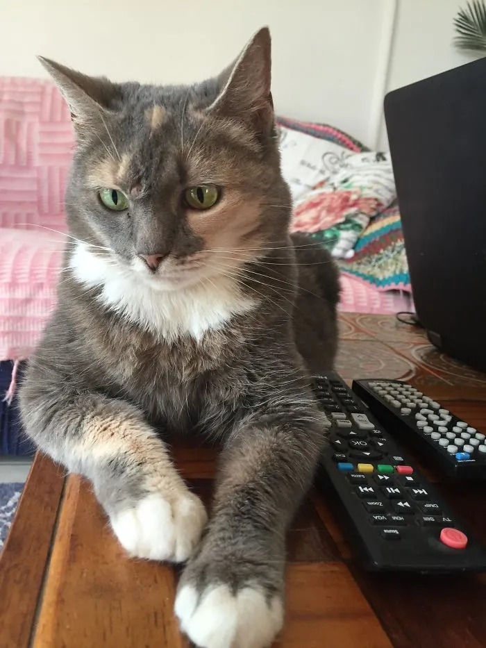 Chloe Aka Grey Cat