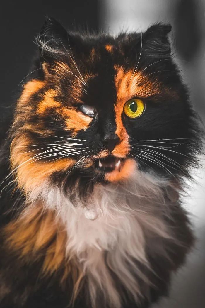 Intimate Portraits Of Stray Cats That I Took In My Hometown