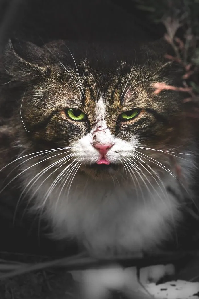 Intimate Portraits Of Stray Cats That I Took In My Hometown