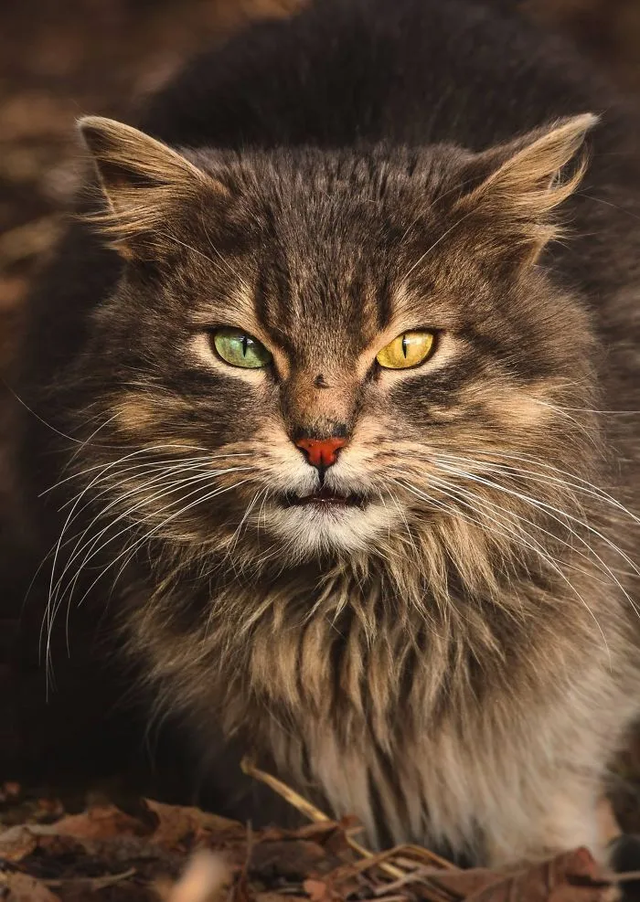 Intimate Portraits Of Stray Cats That I Took In My Hometown
