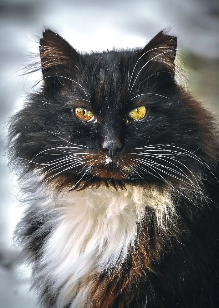 Intimate Portraits Of Stray Cats That I Took In My Hometown