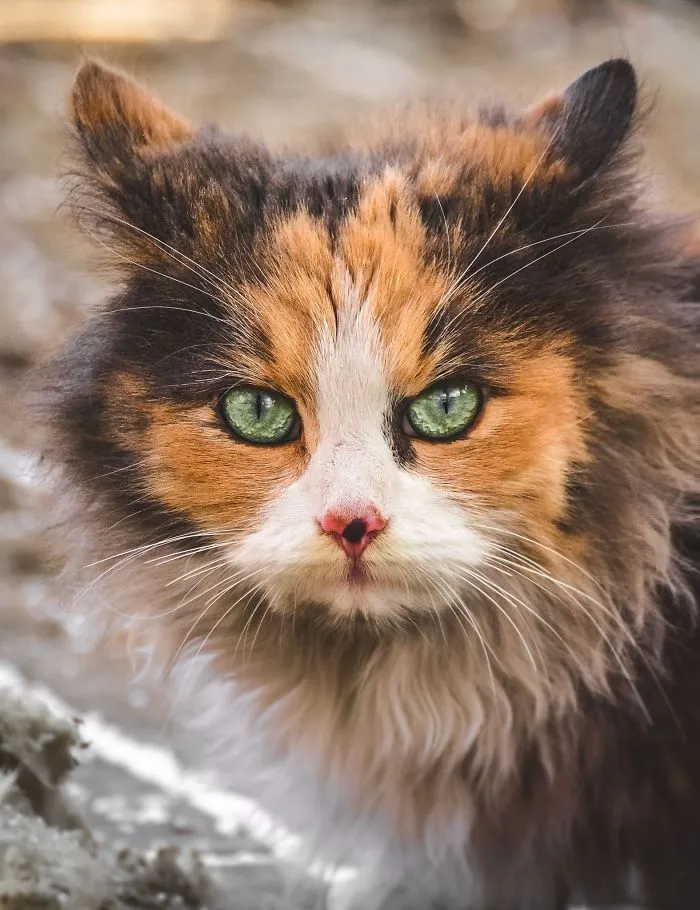 Intimate Portraits Of Stray Cats That I Took In My Hometown