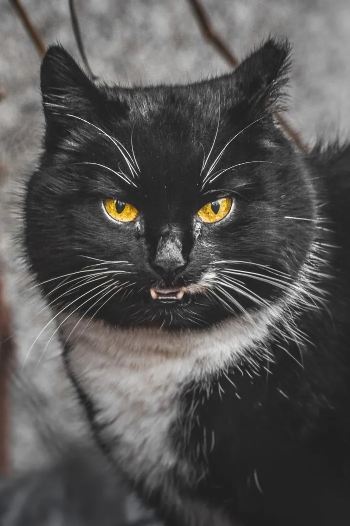 Intimate Portraits Of Stray Cats That I Took In My Hometown