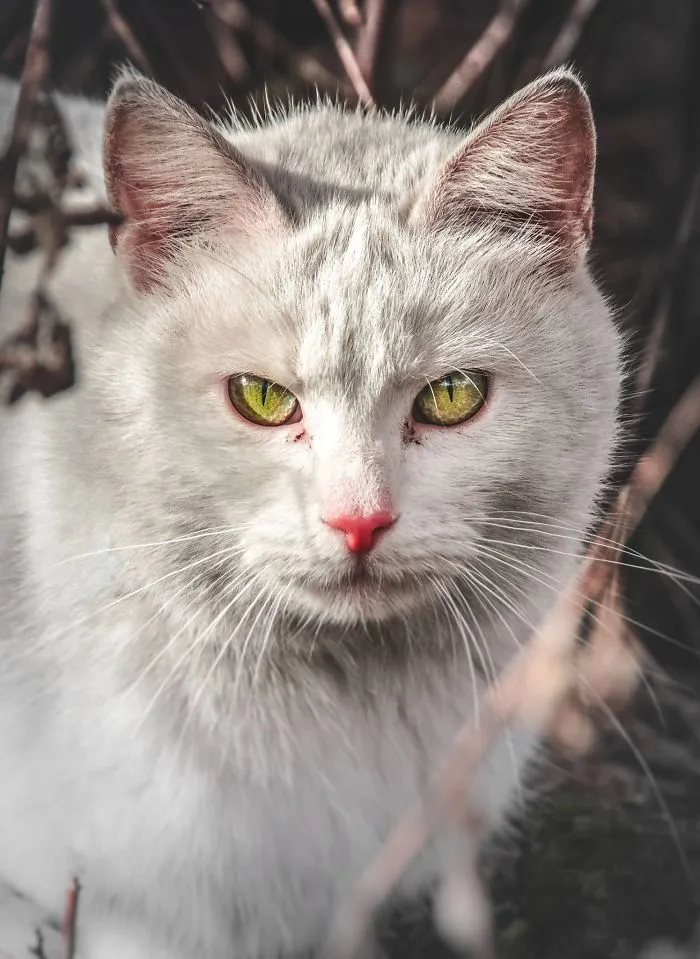 Intimate Portraits Of Stray Cats That I Took In My Hometown