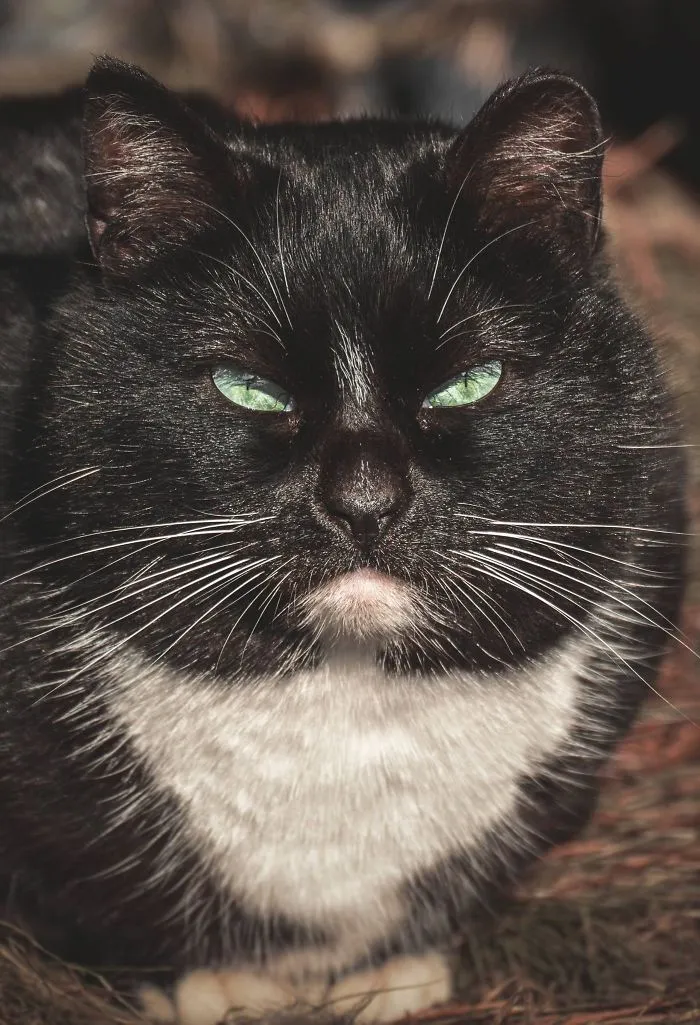 Intimate Portraits Of Stray Cats That I Took In My Hometown