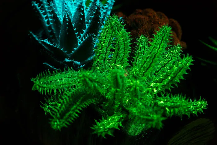 Hungarian Scientist Brought The Flowers From Avatar To Life - And They're Amazing!