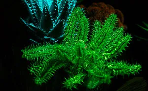 Hungarian Scientist Brought The Flowers From Avatar To Life - And They're Amazing!
