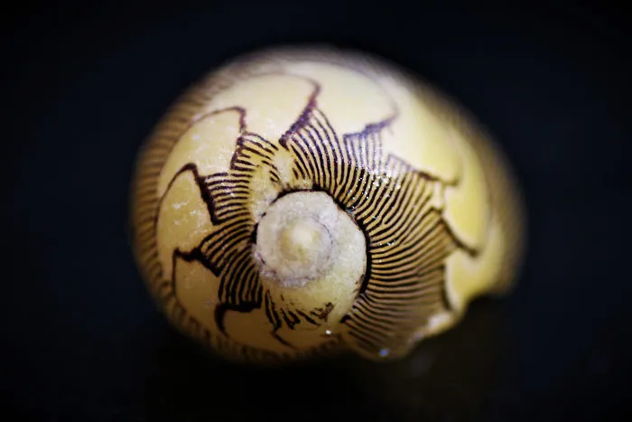 I Spent My Time In Thailand Capturing The Beauty Of Water Snails