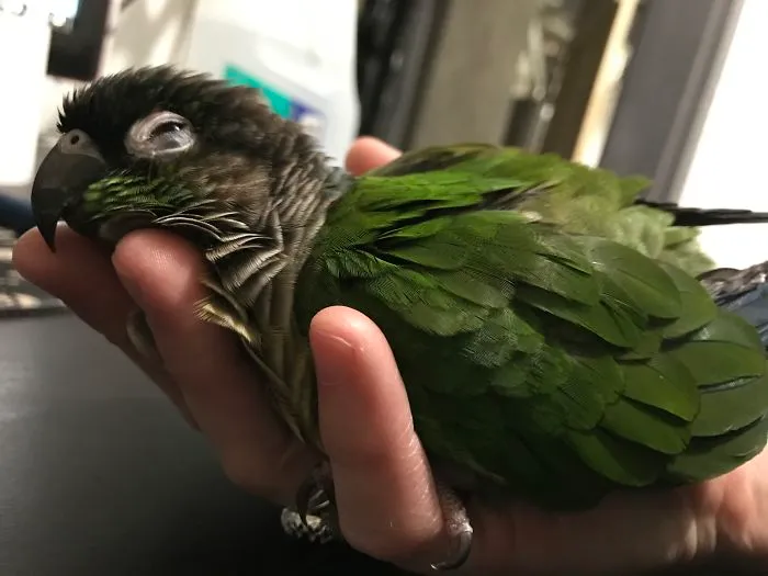 Melted Greenie Puddle