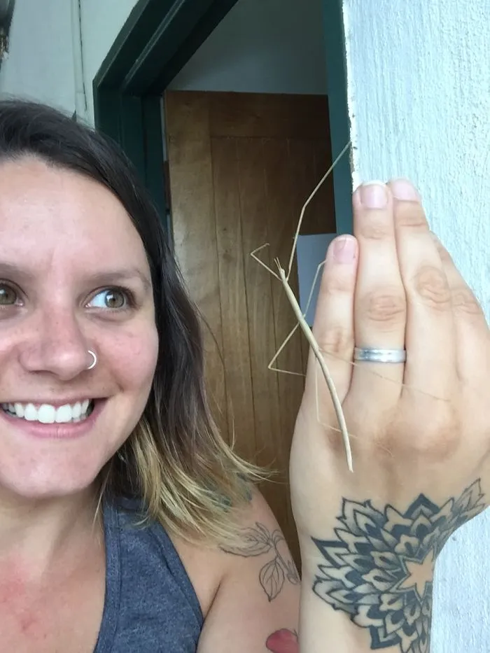 Huge Stick Insect