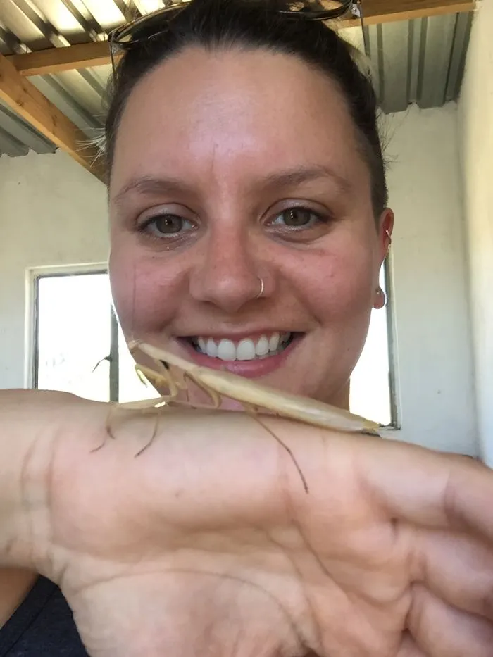 Praying Mantis