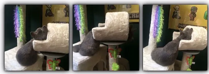 Cat Melting Onto The Cat Tree