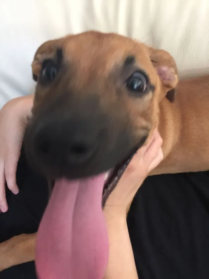 175 Of The Most Adorable Animal Mlems" Ever"